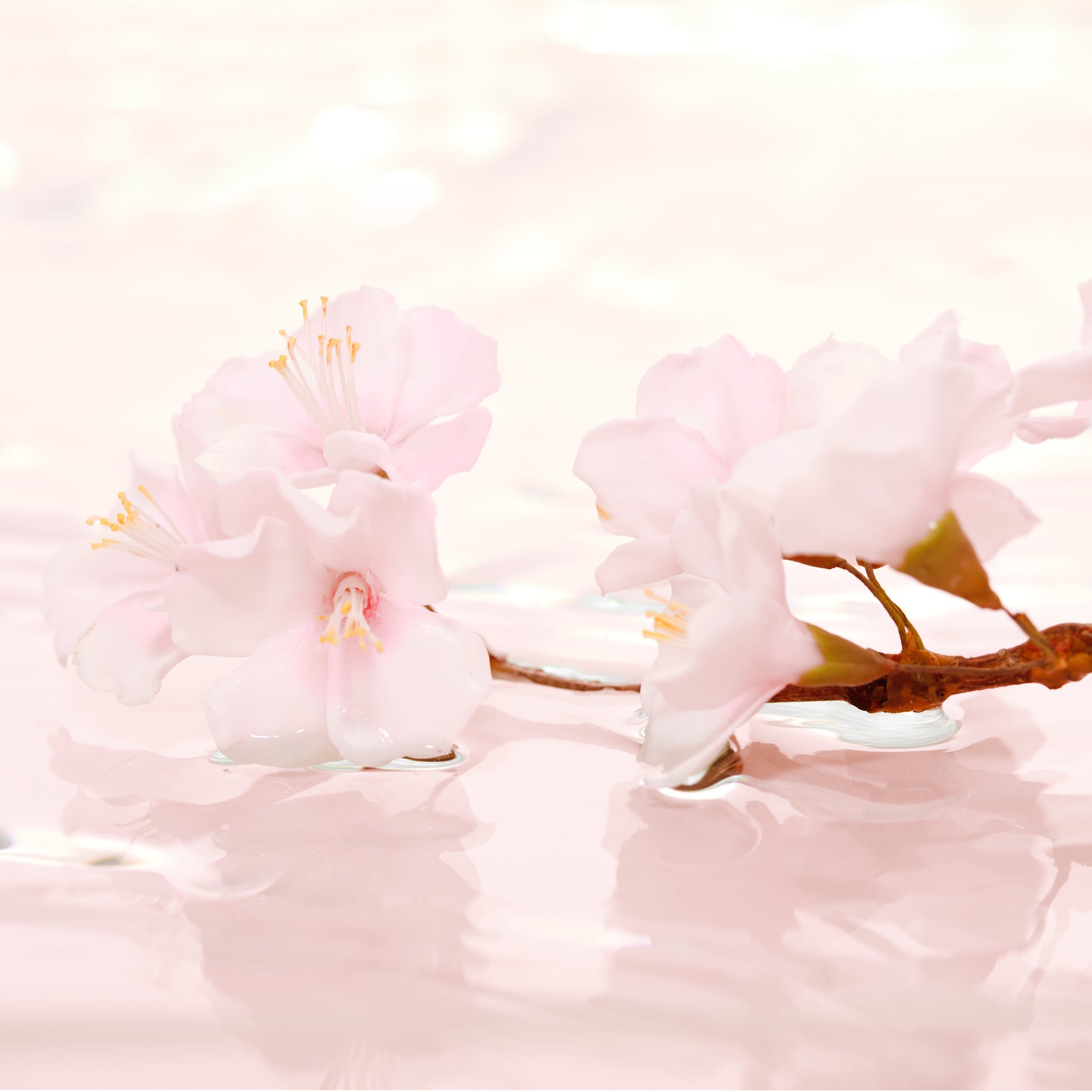 Cherry Blossom, Body Moisturiser, 250 ml.