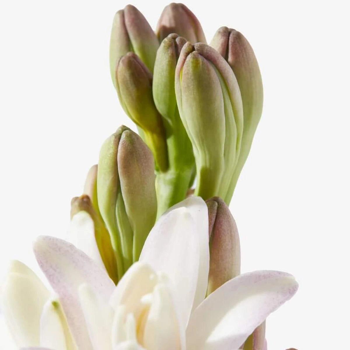 Tuberose In Silk, Eau de Parfum, 100 ml.