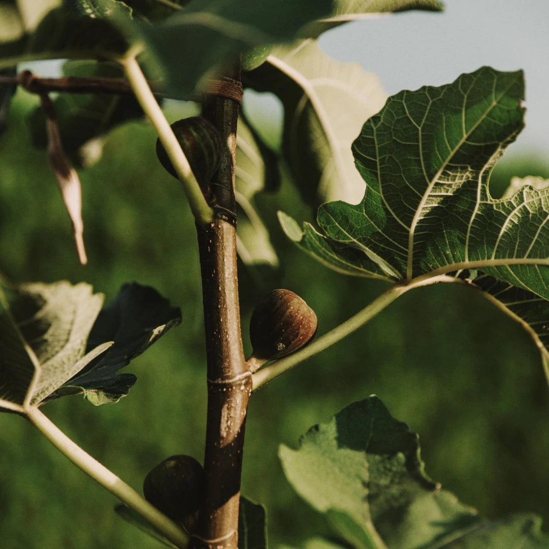 Mulberry Fig, Eau de Parfum, 100 ml.